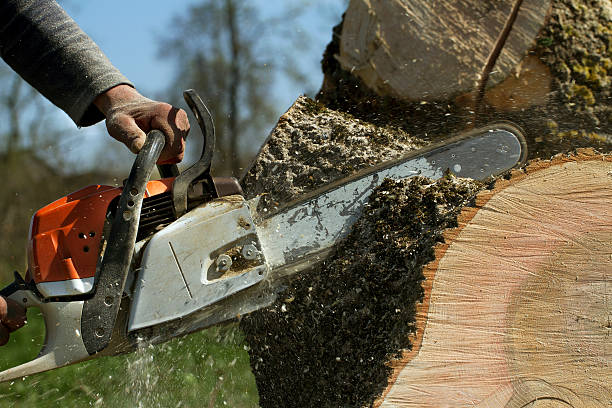 Best Tree Care Services  in Villa Hills, KY